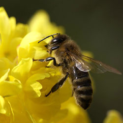 лечение пчелами